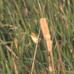 Cisticola exilis (Golden-headed Cisticola) at Gungahlin, ACT - 31 Dec 2019 by Lomandra