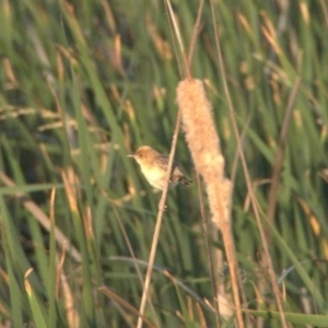 Cisticola exilis at Gungahlin, ACT - 31 Dec 2019