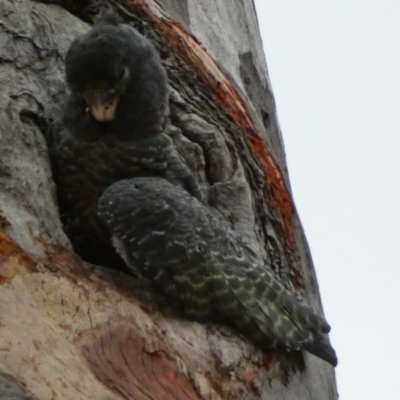 Callocephalon fimbriatum (Gang-gang Cockatoo) at Deakin, ACT - 31 Dec 2019 by TomT