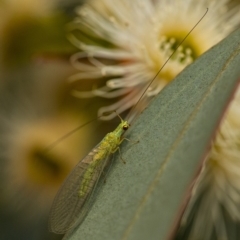 Chrysopidae (family) (Unidentified Green lacewing) at Googong, NSW - 29 Dec 2019 by WHall