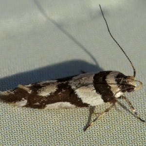 Macrobathra desmotoma at Googong, NSW - 31 Dec 2019 07:33 AM