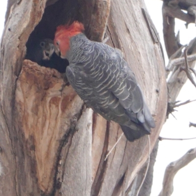 Callocephalon fimbriatum (Gang-gang Cockatoo) at GG229 - 31 Dec 2019 by JackyF