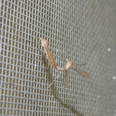 Limoniidae (family) (Unknown Limoniid Crane Fly) at Conder, ACT - 5 Dec 2019 by michaelb