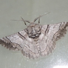 Hypobapta (genus) (A Geometer moth) at Conder, ACT - 20 Nov 2019 by MichaelBedingfield