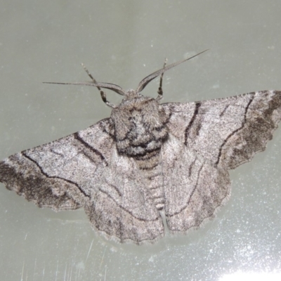 Hypobapta (genus) (A Geometer moth) at Pollinator-friendly garden Conder - 19 Nov 2019 by michaelb