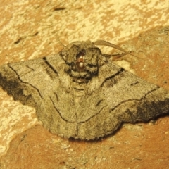 Hypobapta (genus) at Conder, ACT - 20 Nov 2019 12:05 AM