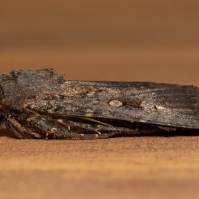 Agrotis infusa (Bogong Moth, Common Cutworm) at Symonston, ACT - 1 Jan 2020 by rawshorty