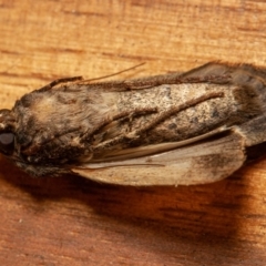 Agrotis infusa at Symonston, ACT - 1 Jan 2020 09:19 AM