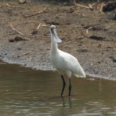 Platalea regia (Royal Spoonbill) at Bowral - 1 Jan 2020 by Snowflake