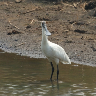 Platalea regia (Royal Spoonbill) at Bowral - 31 Dec 2019 by Snowflake