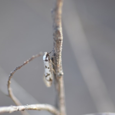 Eusemocosma pruinosa (Philobota Group Concealer Moth) at Wamboin, NSW - 25 Oct 2019 by natureguy