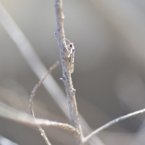 Eusemocosma pruinosa at Wamboin, NSW - 25 Oct 2019