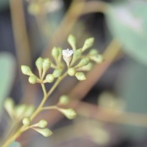 Eucalyptus rossii at Wamboin, NSW - 25 Oct 2019 07:07 PM