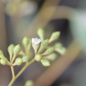 Eucalyptus rossii at Wamboin, NSW - 25 Oct 2019