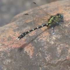 Hemigomphus sp. (genus) (Vicetail) at Paddys River, ACT - 14 Dec 2019 by jeffmelvaine