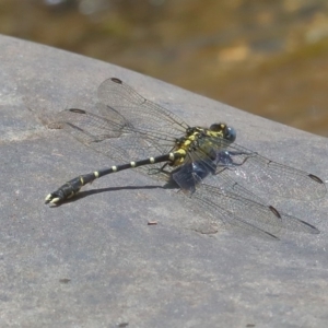 Hemigomphus sp. (genus) at Paddys River, ACT - 14 Dec 2019 12:42 PM