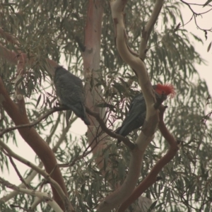 Callocephalon fimbriatum at Hughes, ACT - 1 Jan 2020