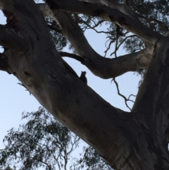 Callocephalon fimbriatum (Gang-gang Cockatoo) at Federal Golf Course - 30 Dec 2019 by Flutteringsparrow2