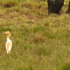 Bubulcus coromandus (Eastern Cattle Egret) at Bega, NSW - 1 Jan 2020 by MatthewHiggins