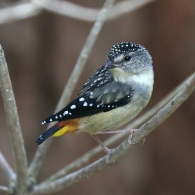 Pardalotus punctatus (Spotted Pardalote) at Rosedale, NSW - 17 Nov 2019 by jb2602