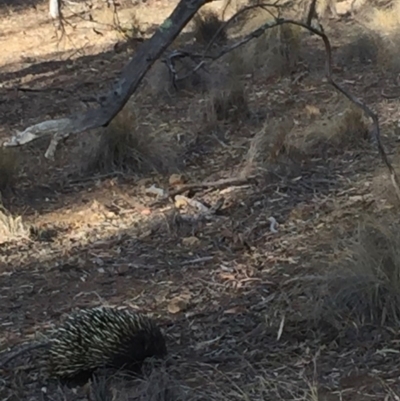 Tachyglossus aculeatus (Short-beaked Echidna) at Hackett, ACT - 30 Dec 2019 by MargL