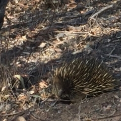 Tachyglossus aculeatus (Short-beaked Echidna) at Mount Majura - 30 Dec 2019 by MargL