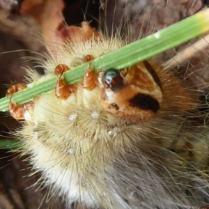 Anthelidae sp. (family) at Flynn, ACT - 31 Dec 2019