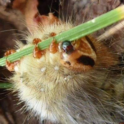 Anthelidae sp. (family) (Unidentified anthelid moth or Australian woolly bear) at Flynn, ACT - 30 Dec 2019 by Christine