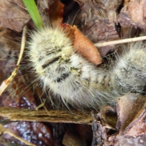 Anthelidae sp. (family) at Flynn, ACT - 31 Dec 2019