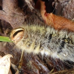 Anthelidae sp. (family) at Flynn, ACT - 31 Dec 2019