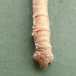 Geometridae (family) IMMATURE at Flynn, ACT - 1 Jan 2020