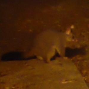 Trichosurus vulpecula at Flynn, ACT - 30 Dec 2019 03:58 AM