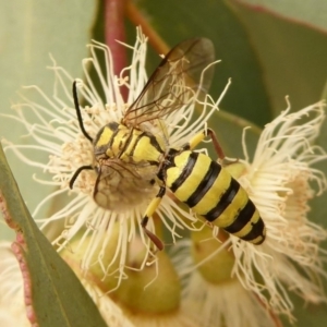 Tiphiidae (family) at Dunlop, ACT - 1 Jan 2020