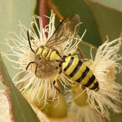 Tiphiidae (family) (Unidentified Smooth flower wasp) at West Belconnen Pond - 1 Jan 2020 by Christine