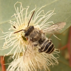 Megachile (Eutricharaea) macularis (Leafcutter bee, Megachilid bee) at Dunlop, ACT - 1 Jan 2020 by Christine