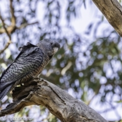 Callocephalon fimbriatum (Gang-gang Cockatoo) at GG76 - 30 Dec 2019 by BIrdsinCanberra