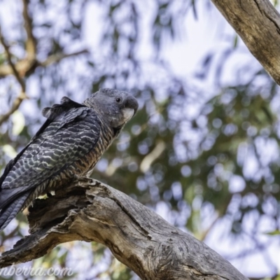 Callocephalon fimbriatum (Gang-gang Cockatoo) at Federal Golf Course - 30 Dec 2019 by BIrdsinCanberra