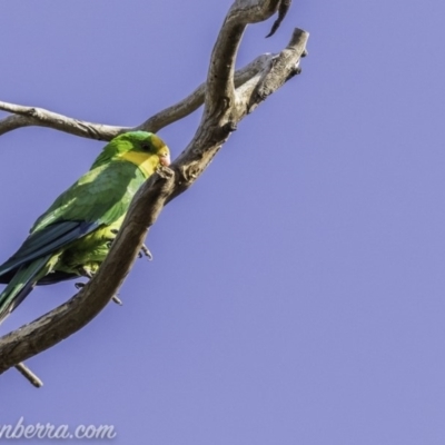 Polytelis swainsonii (Superb Parrot) at Federal Golf Course - 30 Dec 2019 by BIrdsinCanberra