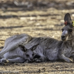 Macropus giganteus (Eastern Grey Kangaroo) at Garran, ACT - 31 Dec 2019 by BIrdsinCanberra