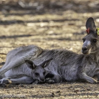 Macropus giganteus (Eastern Grey Kangaroo) at Federal Golf Course - 30 Dec 2019 by BIrdsinCanberra