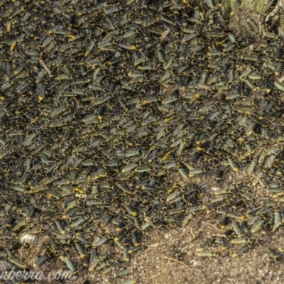 Chauliognathus lugubris (Plague Soldier Beetle) at Garran, ACT - 31 Dec 2019 by JonSteinbeck