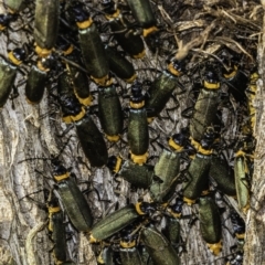 Chauliognathus lugubris at Garran, ACT - 31 Dec 2019