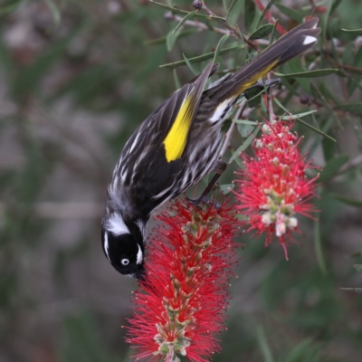 Phylidonyris novaehollandiae (New Holland Honeyeater) at Mogo, NSW - 17 Nov 2019 by jbromilow50