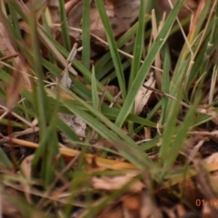 Bothriochloa macra (Red Grass, Red-leg Grass) at Fowles St. Woodland, Weston - 1 Jan 2020 by AliceH