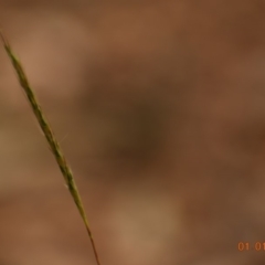 Bothriochloa macra at Weston, ACT - 1 Jan 2020