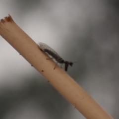 Mantispidae (family) (Unidentified mantisfly) at Fowles St. Woodland, Weston - 1 Jan 2020 by AliceH