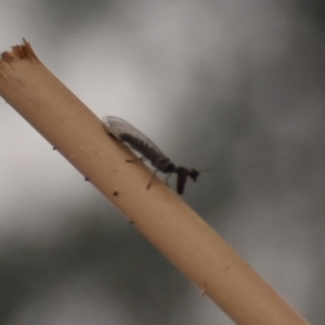 Mantispidae (family) at Weston, ACT - 1 Jan 2020