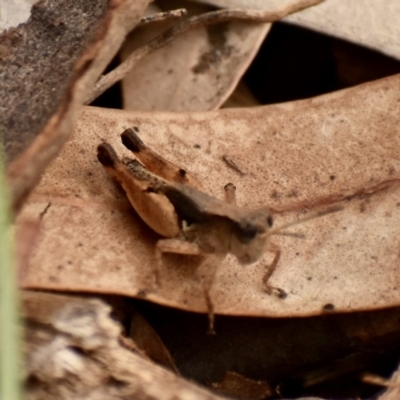 Phaulacridium vittatum (Wingless Grasshopper) at Weston, ACT - 1 Jan 2020 by AliceH