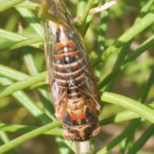 Chelapsalta puer at Nimmo, NSW - 29 Dec 2019