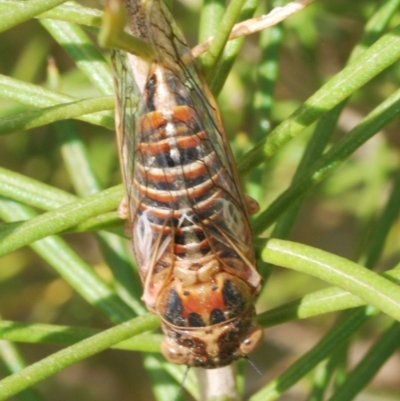 Chelapsalta puer (Cassinia Cicada) at Nimmo, NSW - 29 Dec 2019 by Harrisi